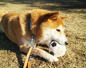 全ては犬の幸せのために